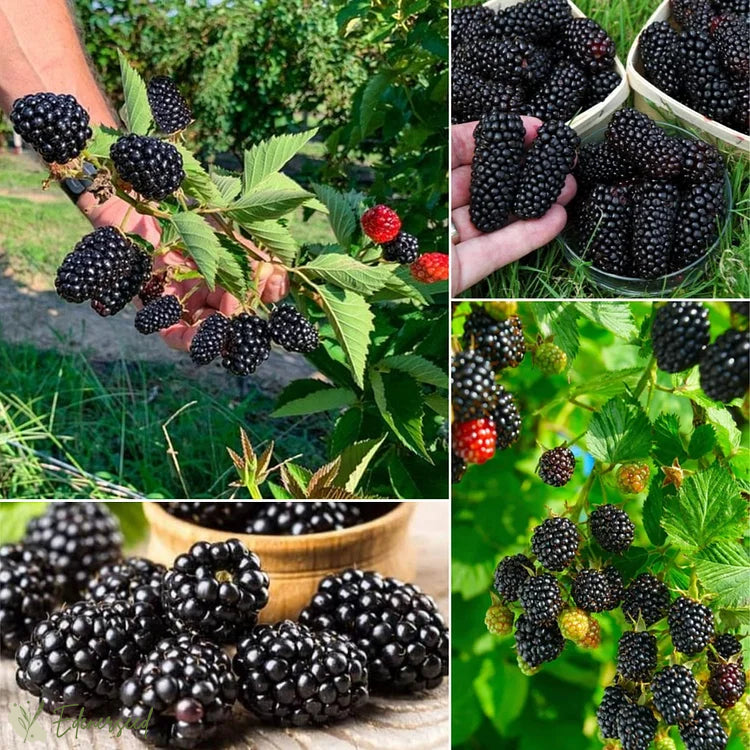 Słodkie gigantyczne nasiona jeżyny