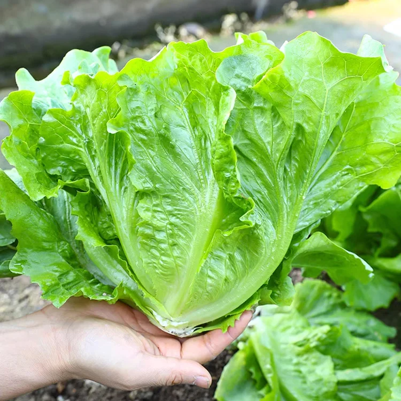 🌱 Отгледайте си собствена италианска маруля от семена – хрупкава, сладка и лесна за прибиране