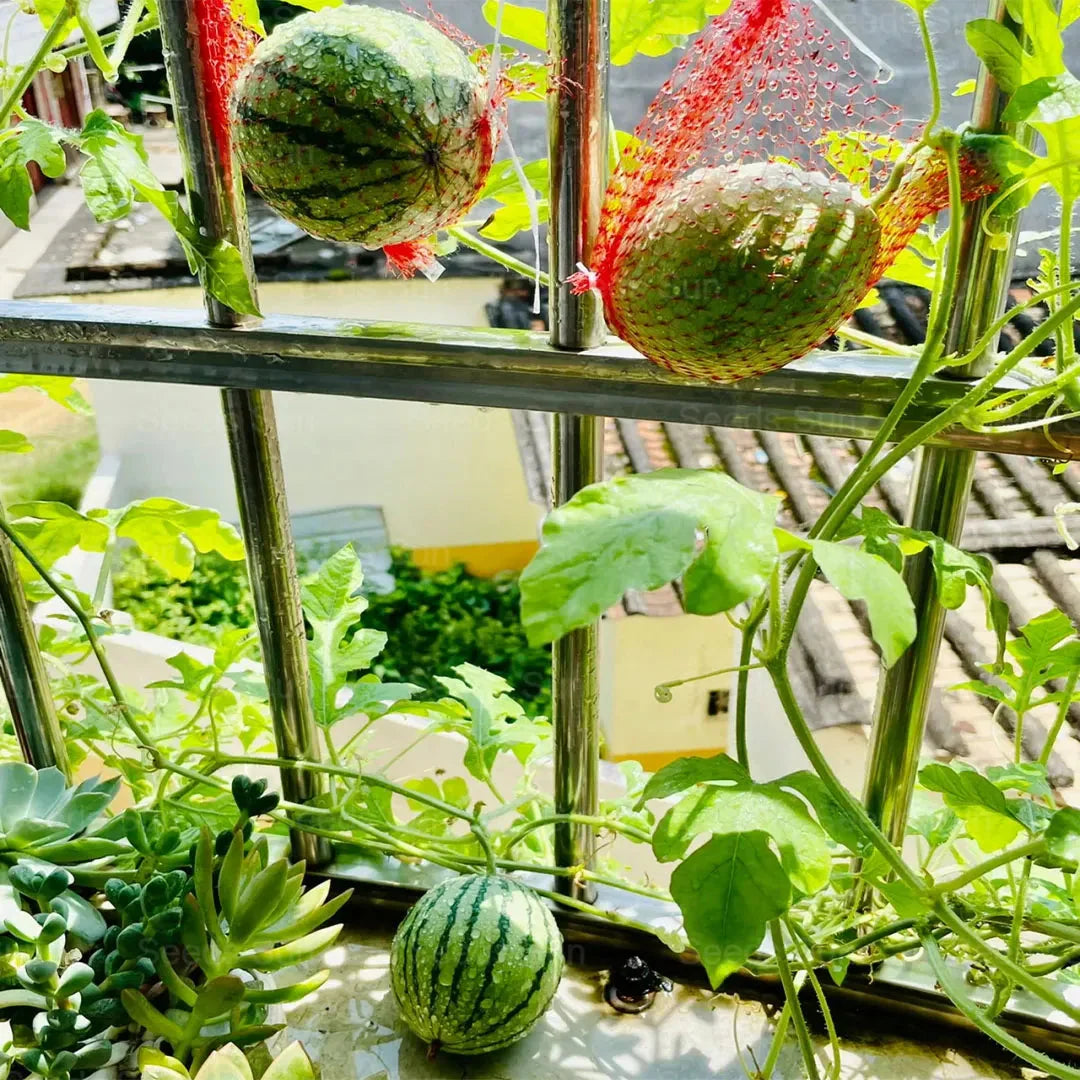 🍉Wczesnowiosenny Czerwony Jadeit – słodki arbuz, który zachwyci całą rodzinę
