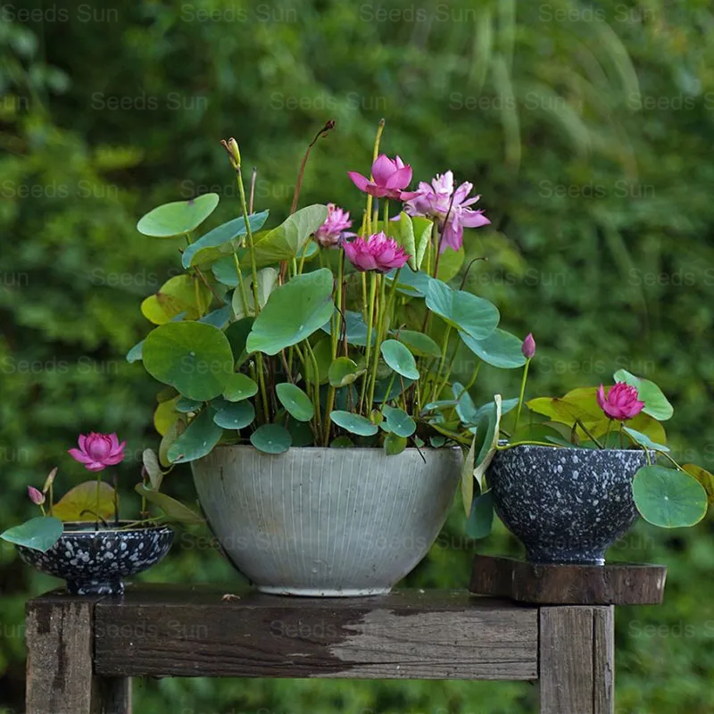Nasiona lotosu Bowl