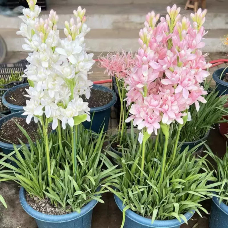 Tuberoza podwójna 🌸- Duży kwiat cebulowy