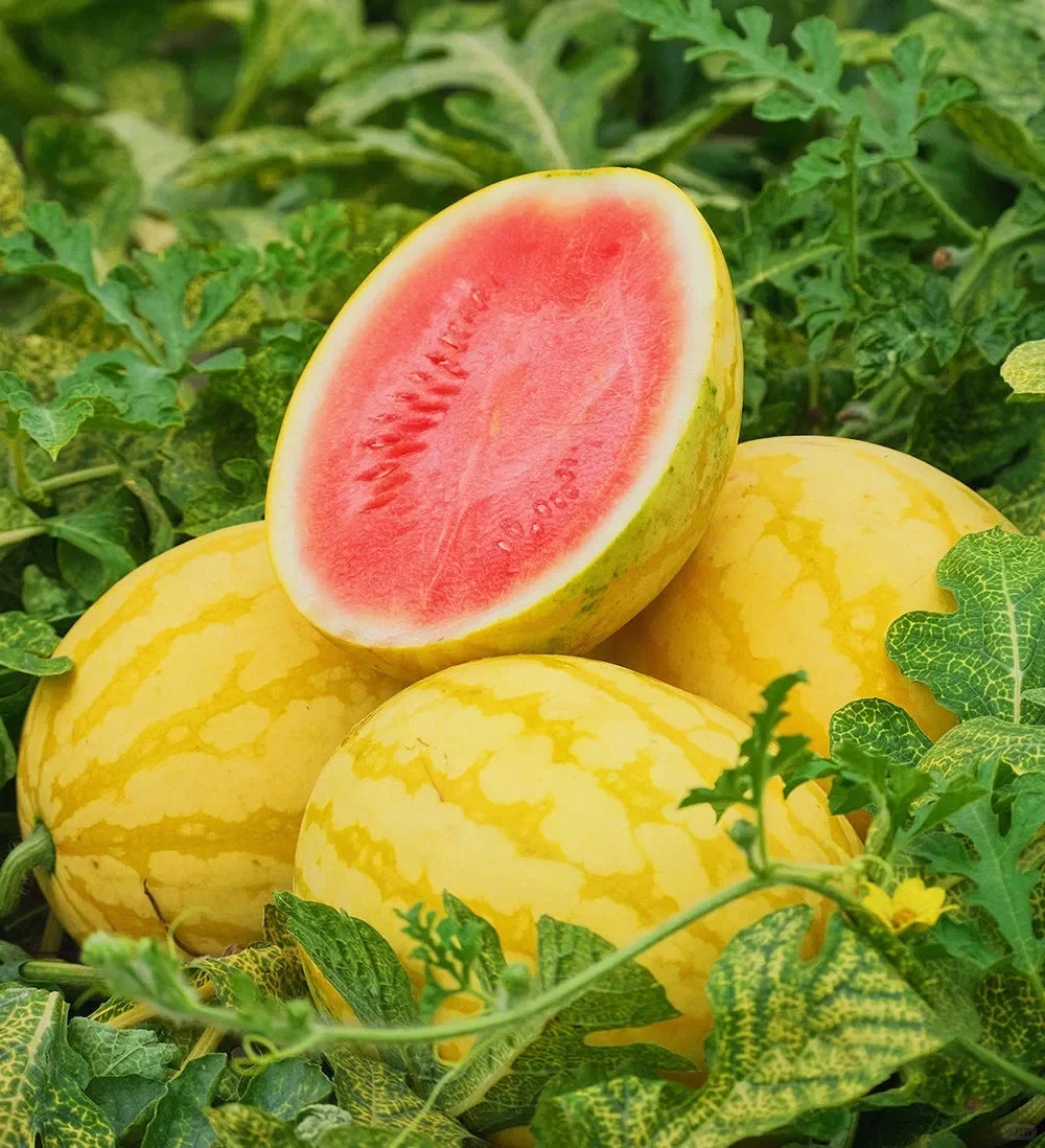Semena rubinaste lubenice