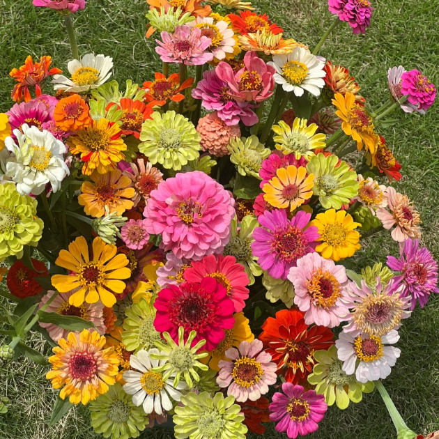 🌺Dvojna semena cinije v mešanih barvah