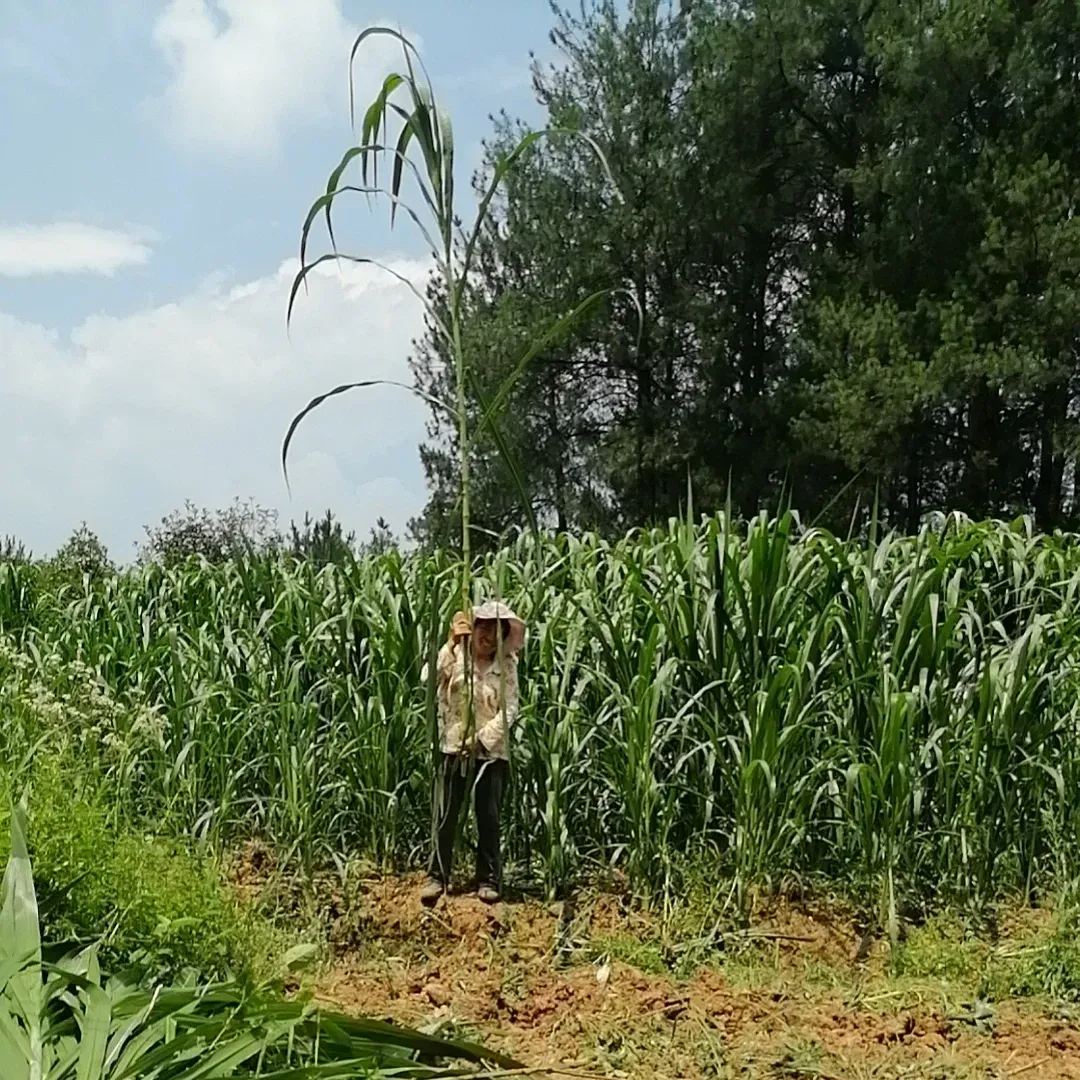 🌿Хибриден сорт сорго-суданска трева ✅Високодобивни фуражни семена
