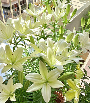 🌺Rzadkie cebule lilii — świeże i słodkie