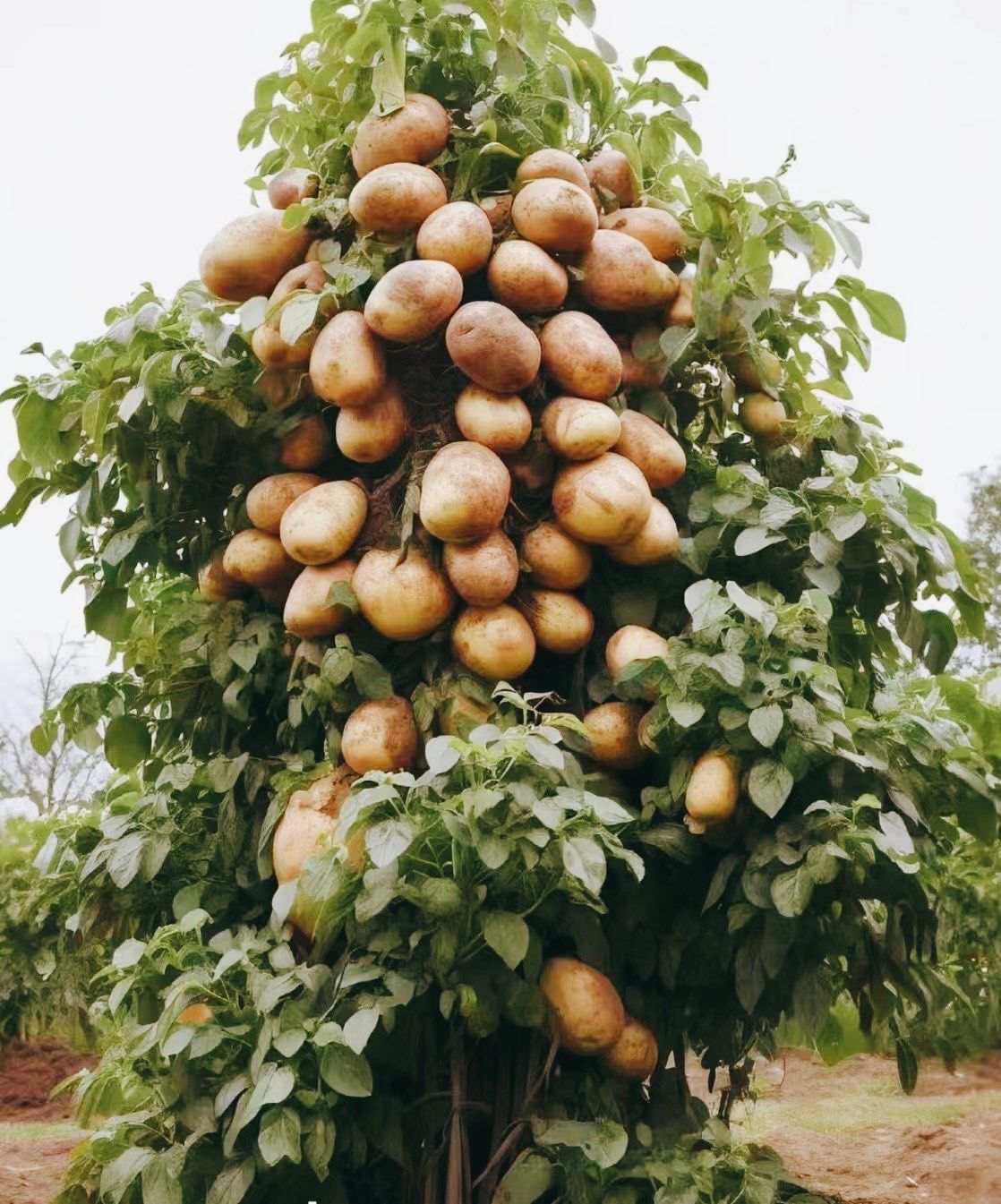 Семена картофи, които растат по дърветата 🥔 Картофи за мързеливци