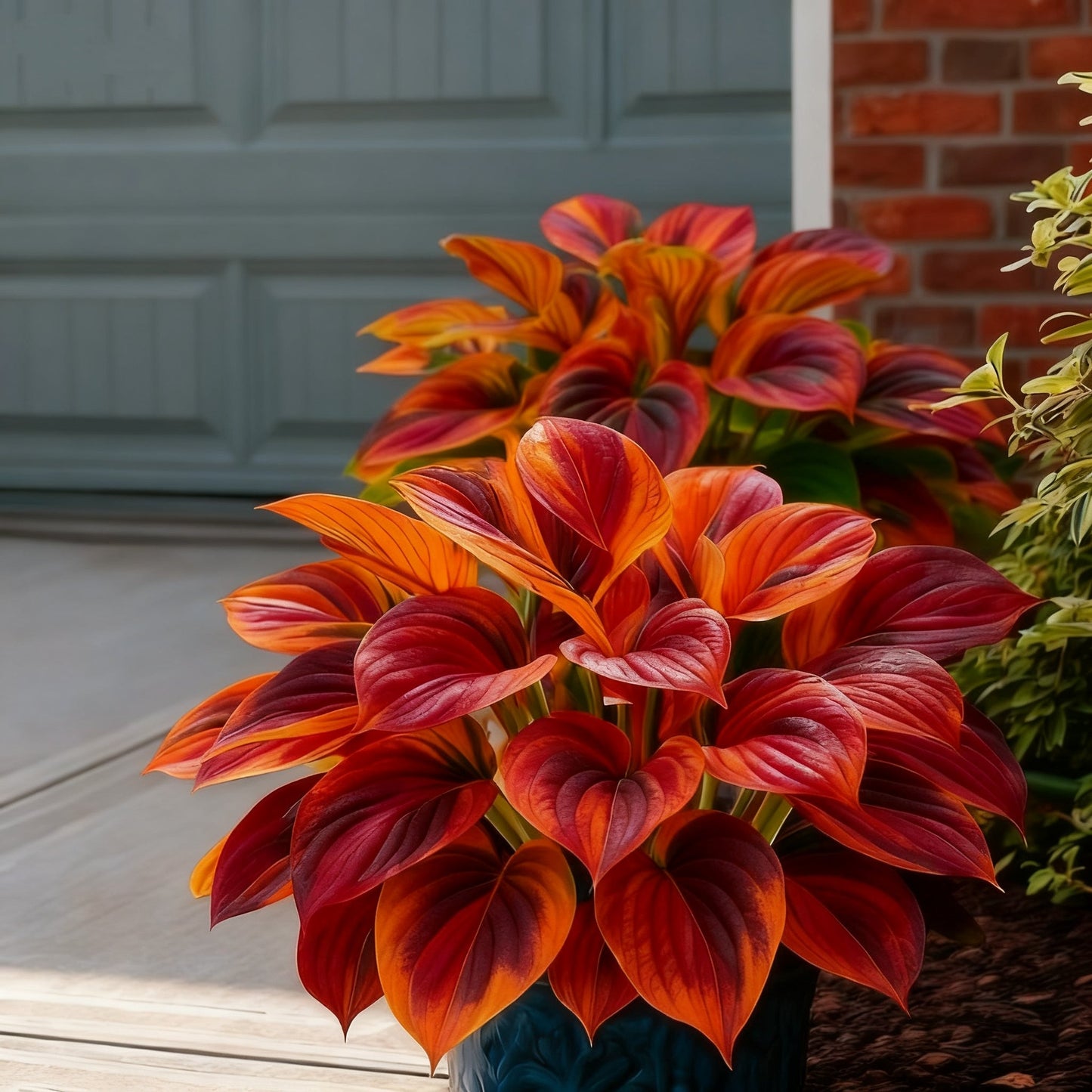 🌈🔥 Лимитирана серия хости с дъгови пламъци - рядка многоцветна листа, ексклузивно в нашия магазин 🌸