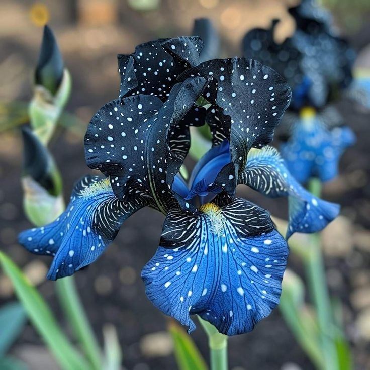 ⚜️Redek, visok bradati iris (premium sorta s koreninami)
