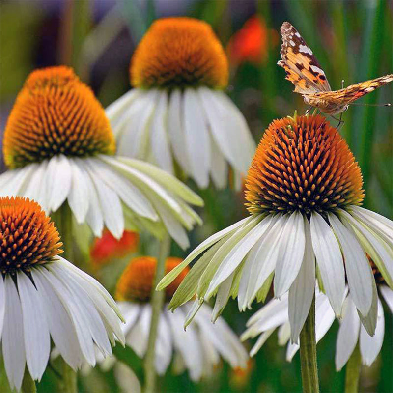 Echinacea semena