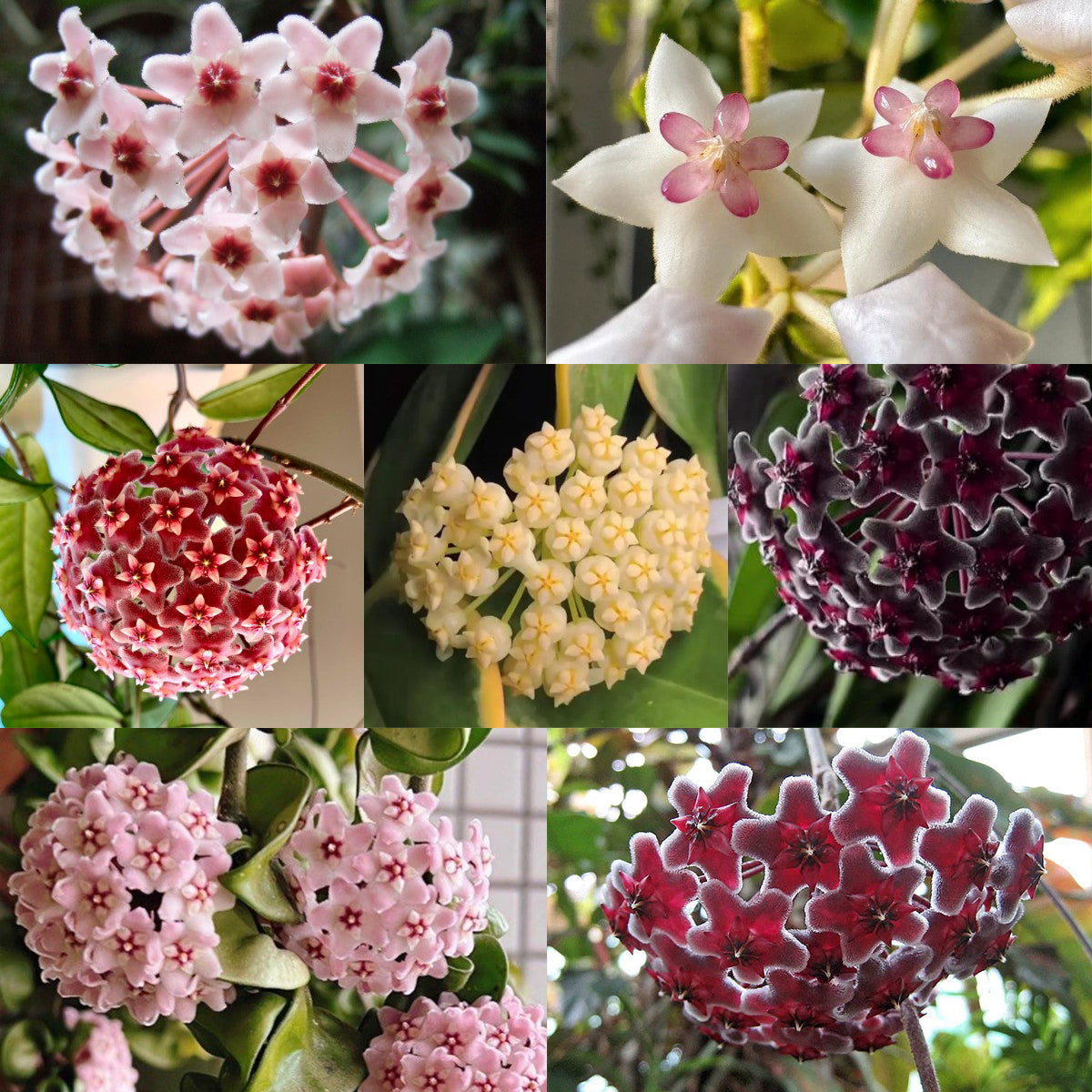 ✨Cebule Hoya – gwiazdy spadające z nieba✨