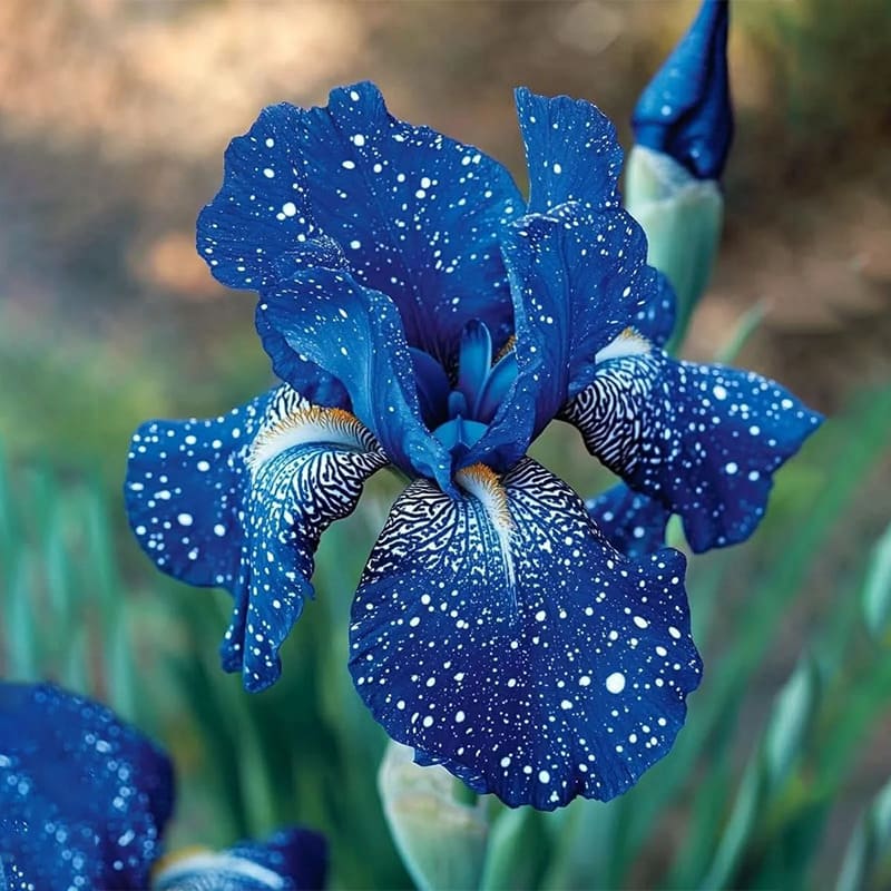 ⚜️Redek, visok bradati iris (premium sorta s koreninami)
