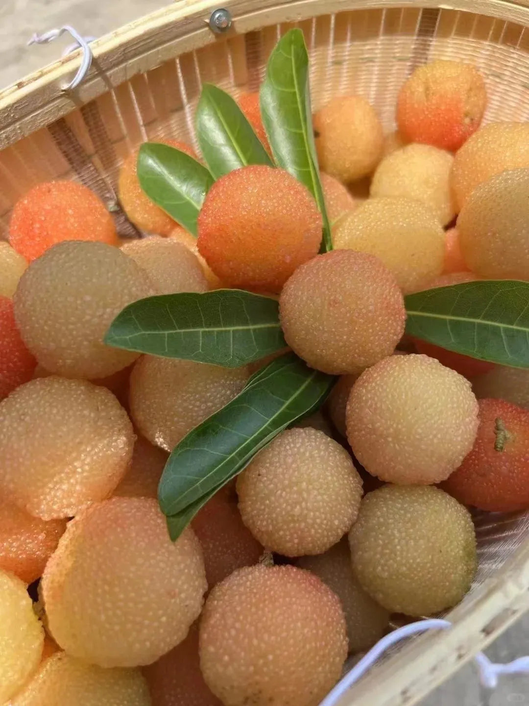 Гигантска бейбери: С размер на топка за пинг-понг, ⭐Вкус на комбинация от ягода и череша