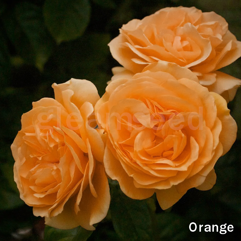 ✨Семена от цвят Камелия – 8 романтични цвята, красотата на зимния цъфтеж