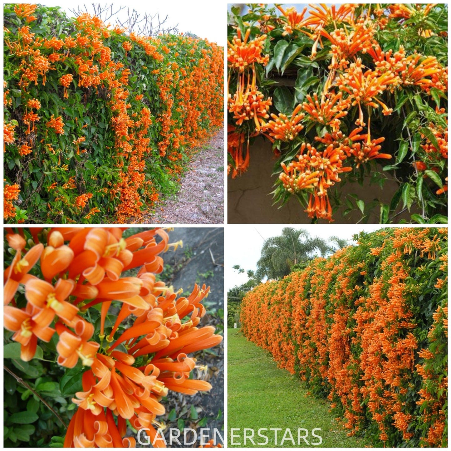 Семена от цветя Firecracker