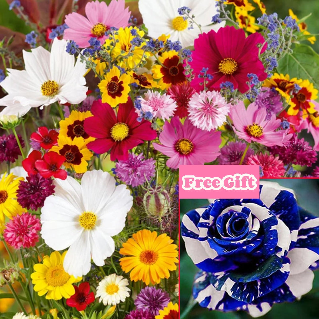 🔥Последен ден на разпродажбата💐Смесени семена за многогодишни цветя - над 60 смесени сорта