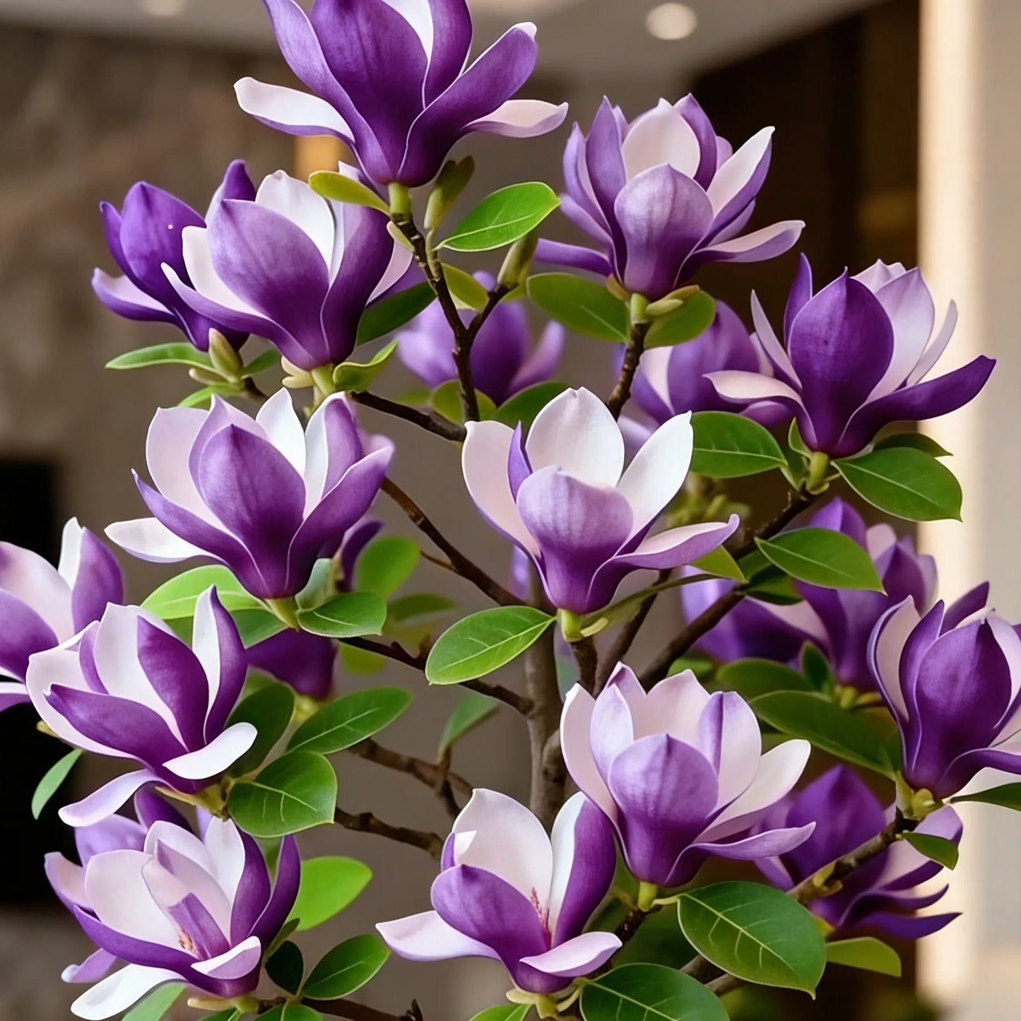 Cebule Magnolia liliiflora (fioletowe orchidee) 🌸 Kwiaty ukrywają liście, zapach wypełnia powietrze