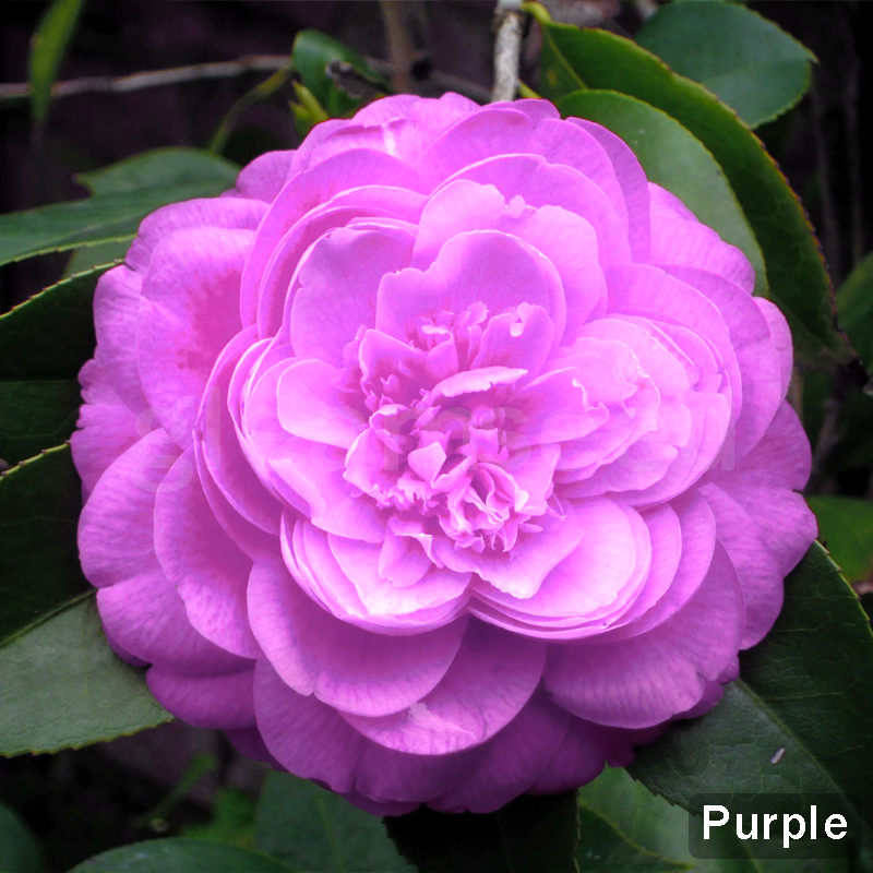 ✨Семена от цвят Камелия – 8 романтични цвята, красотата на зимния цъфтеж