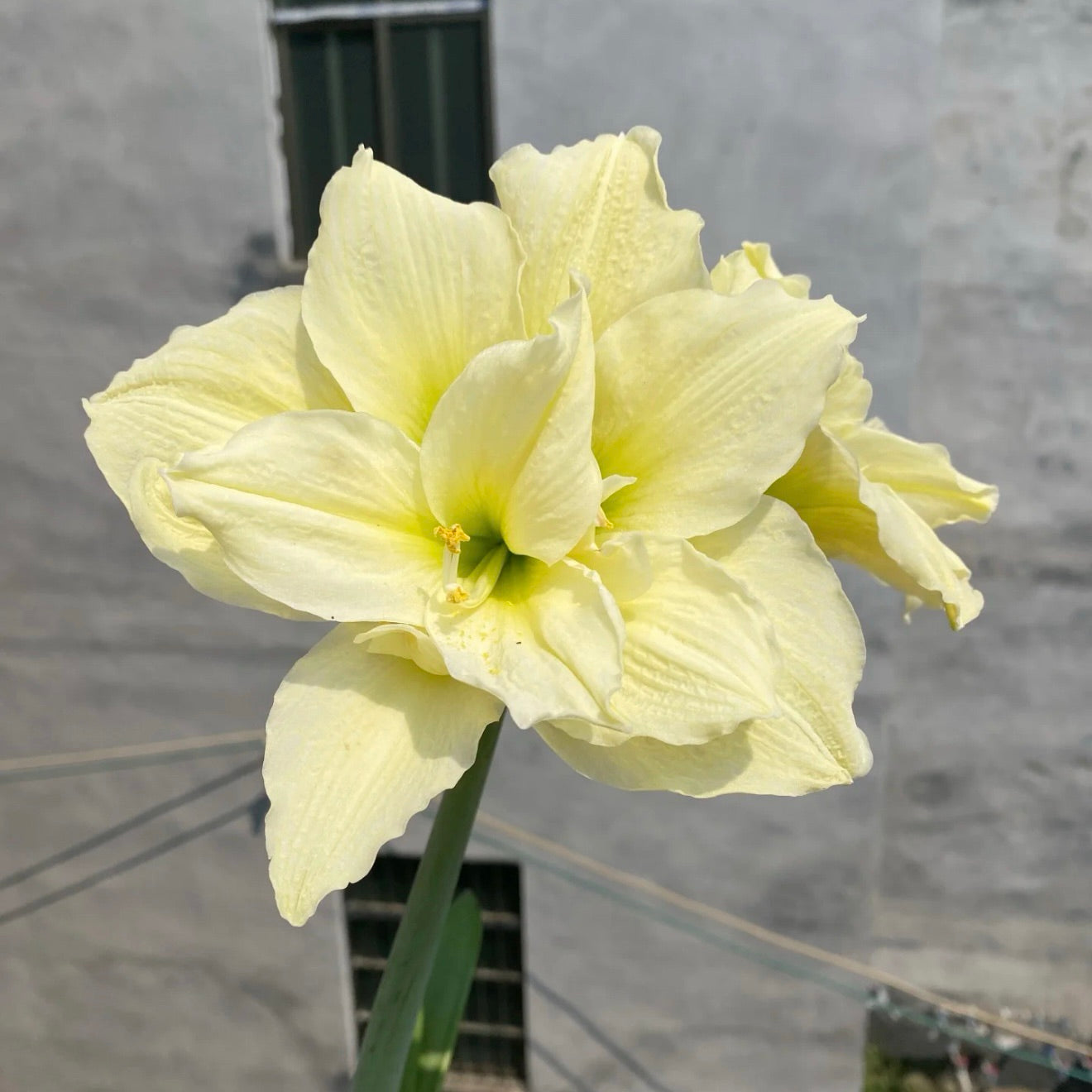 Луковици на двуцветни амарилиси🌼