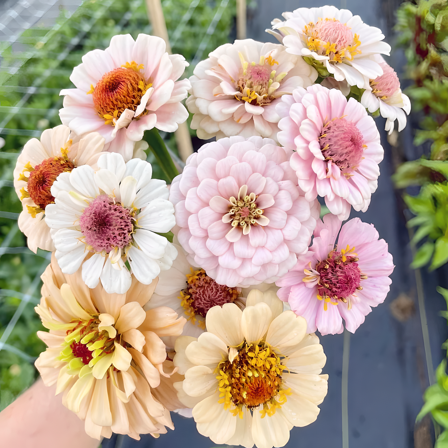 🌺Двойни семена от циния в смесени цветове