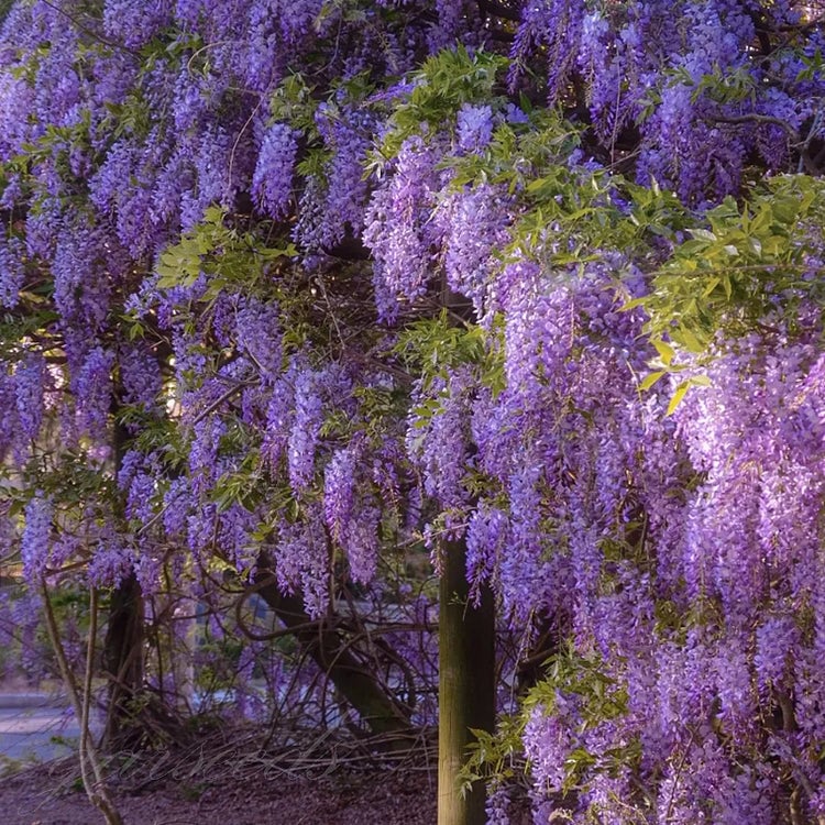 🌸Nasiona glicynii – kaskadowe piękno ogrodu przez cały rok💗