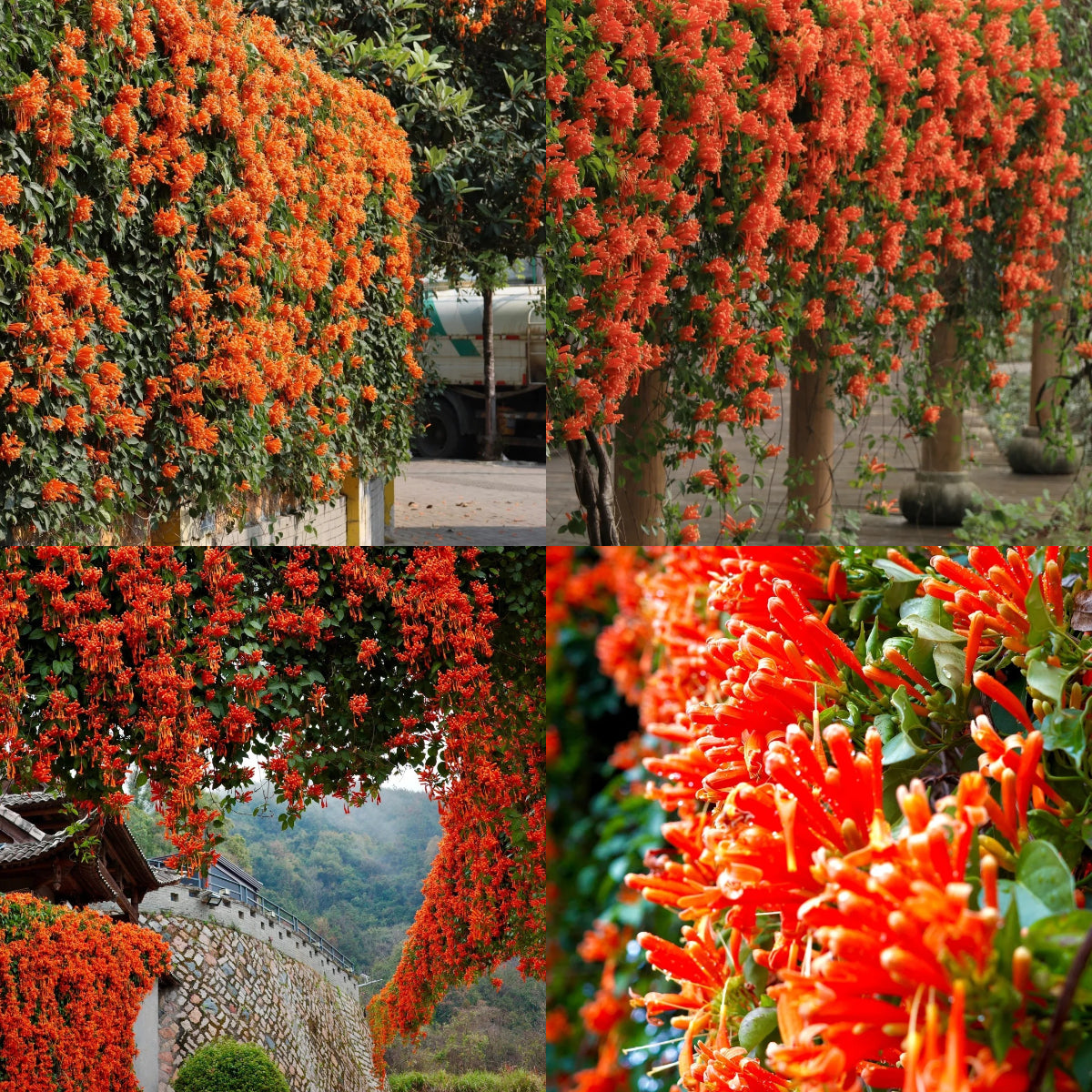 Семена от цветя Firecracker