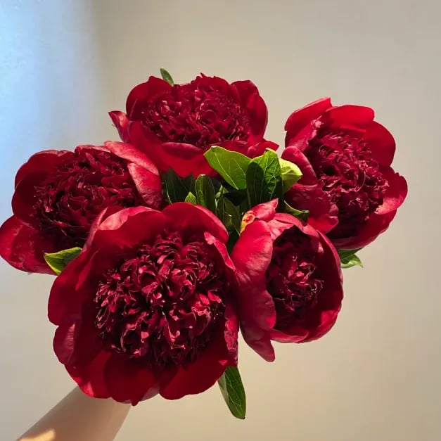 🔥ПОСЛЕДЕН ДЕН 45% ОТСТЪПКА🌺КРАЛИЦА НА ЦВЕТЯТА - ДВОЙНА ПЯНА