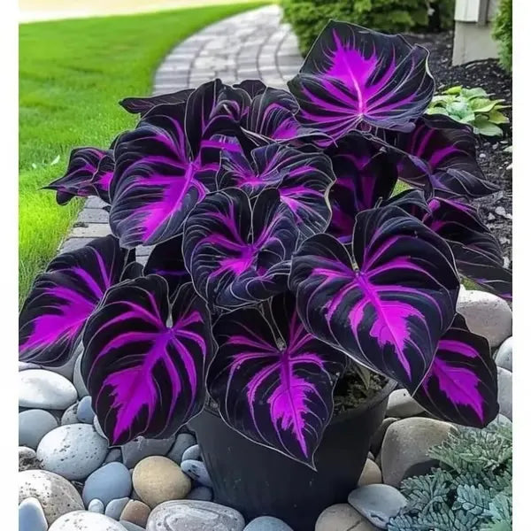 🔥🔥Zadnji dan razprodaje🔥Redka premium semena hoste🌿Rastlina, odporna na senco