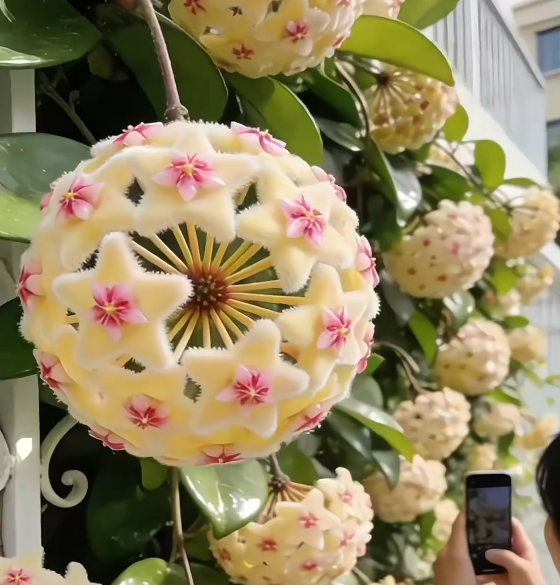 ✨Cebule Hoya – gwiazdy spadające z nieba✨