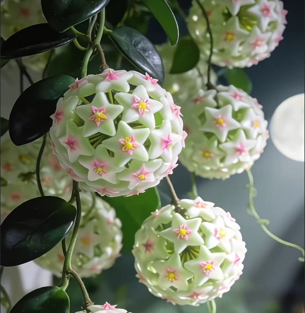 ✨Cebule Hoya – gwiazdy spadające z nieba✨