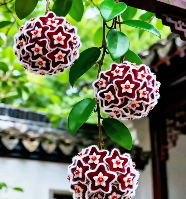 ✨Cebule Hoya – gwiazdy spadające z nieba✨