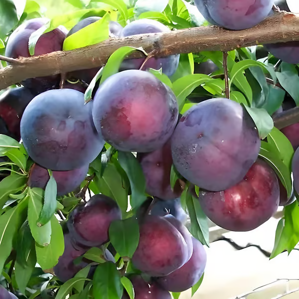 🍑 Присадени семки от слива, негенетично модифицирани, от сортове наследствени растения