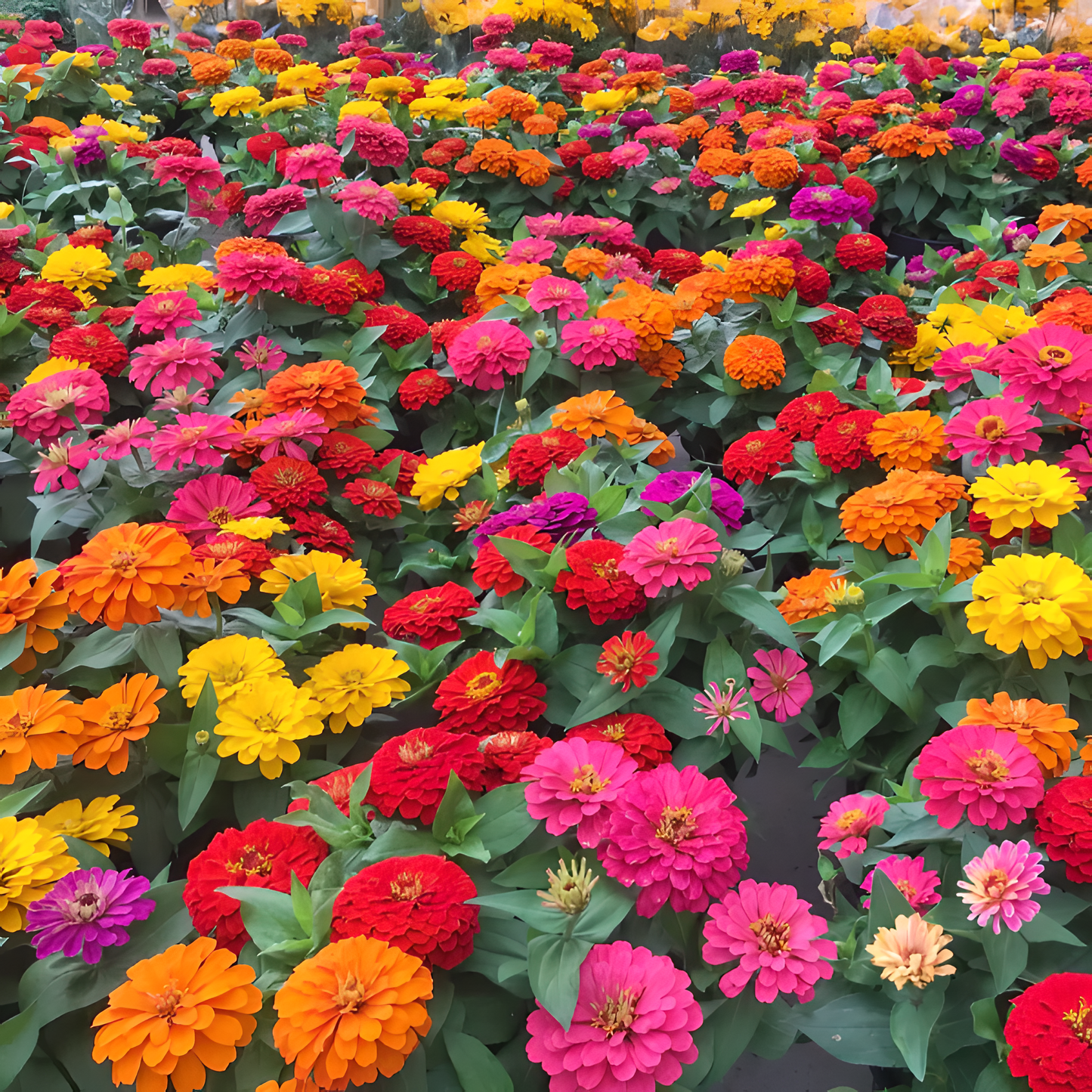 🌺Двойни семена от циния в смесени цветове