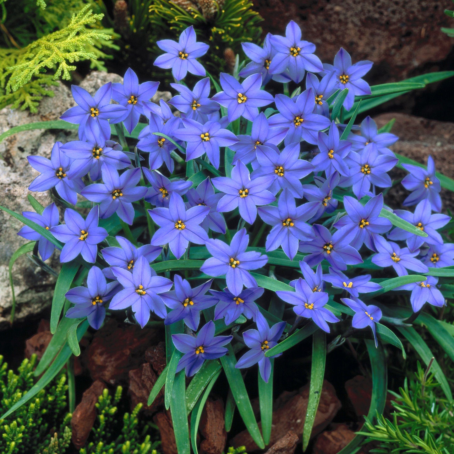Cebule orchidei deszczowej – kwitną po kolejnym deszczu