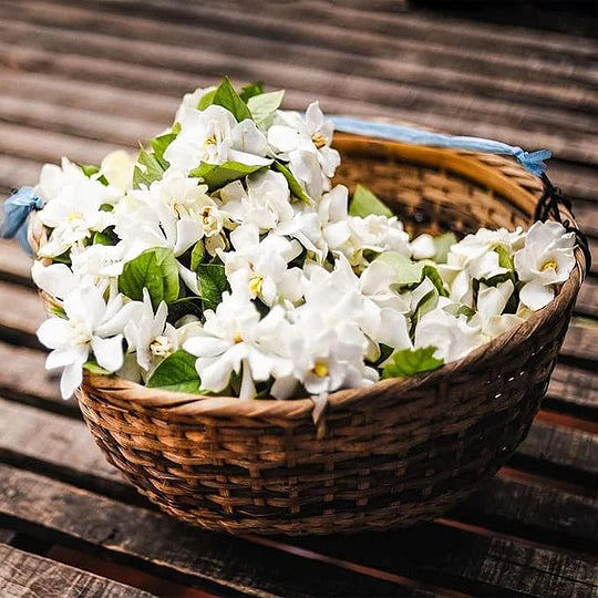 OSTATNI DZIEŃ PROMOCJI - 49% ZNIŻKI 🌸Piękna roślina doniczkowa jaśmin (można sadzić zimą)🌸