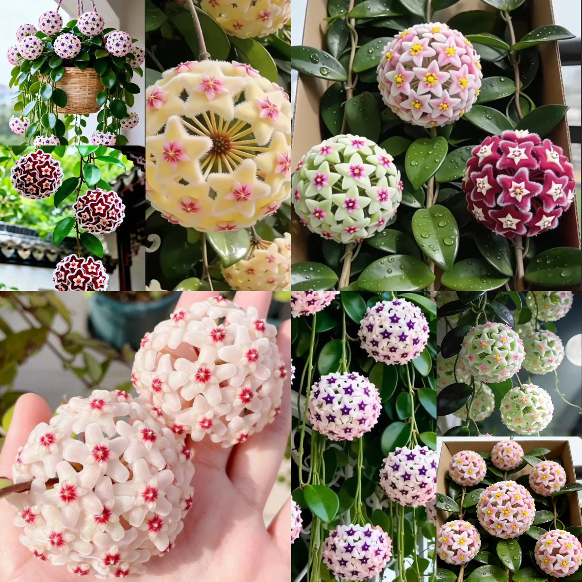✨Cebule Hoya – gwiazdy spadające z nieba✨