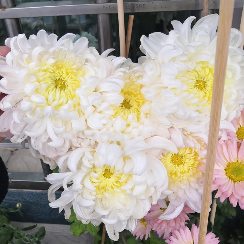 🌺Cvet elegance🌼 Semena orjaške krizanteme