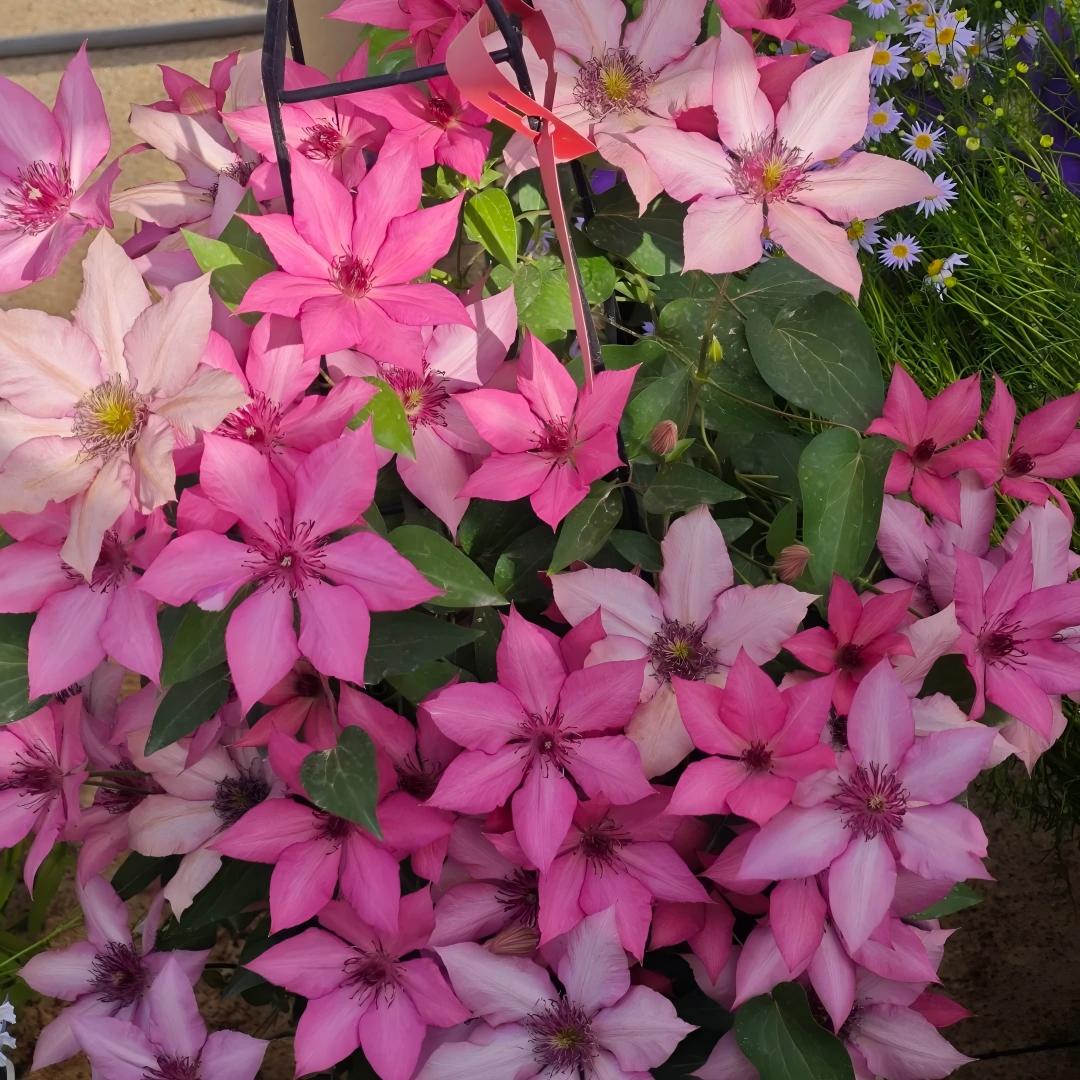 Semena klematisa – kraljica trt.