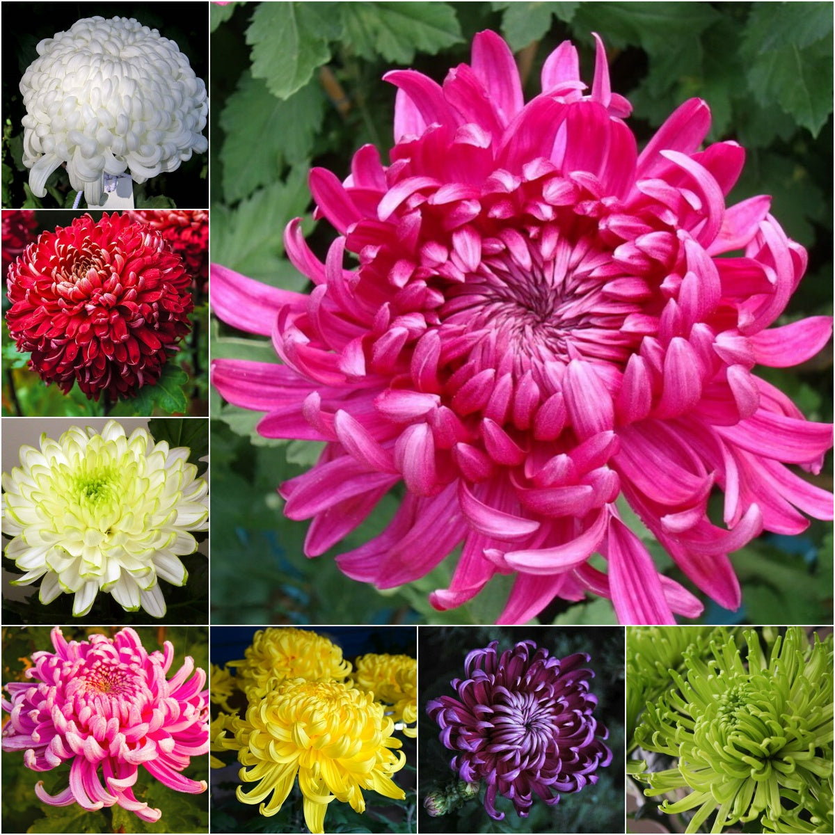 🌺Cvet elegance🌼 Semena orjaške krizanteme