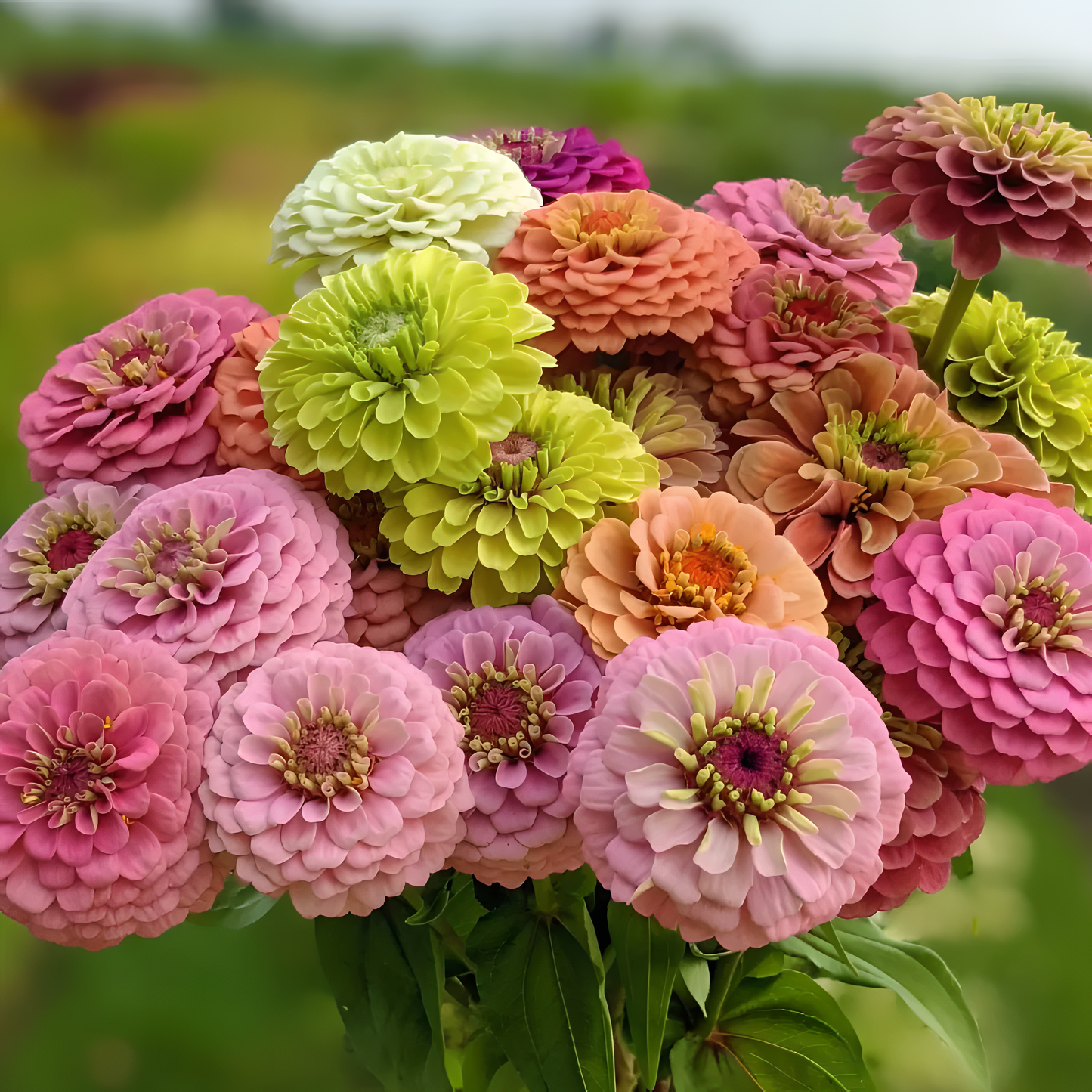 🌺Двойни семена от циния в смесени цветове