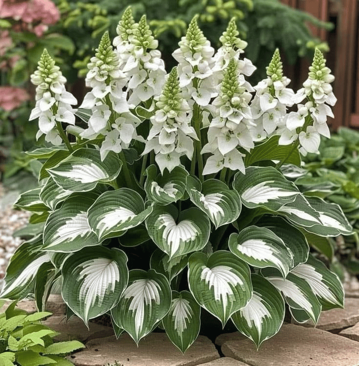 🔥Ostatni dzień wyprzedaży🔥Nasiona rzadkiej funkii premium🌿Roślina odporna na cień