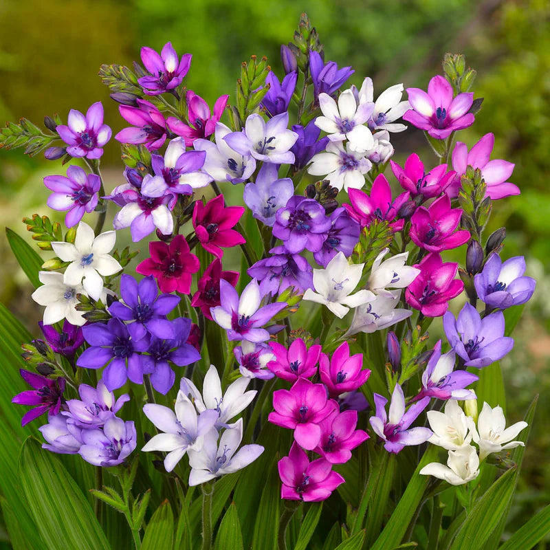 Cebule orchidei deszczowej – kwitną po kolejnym deszczu