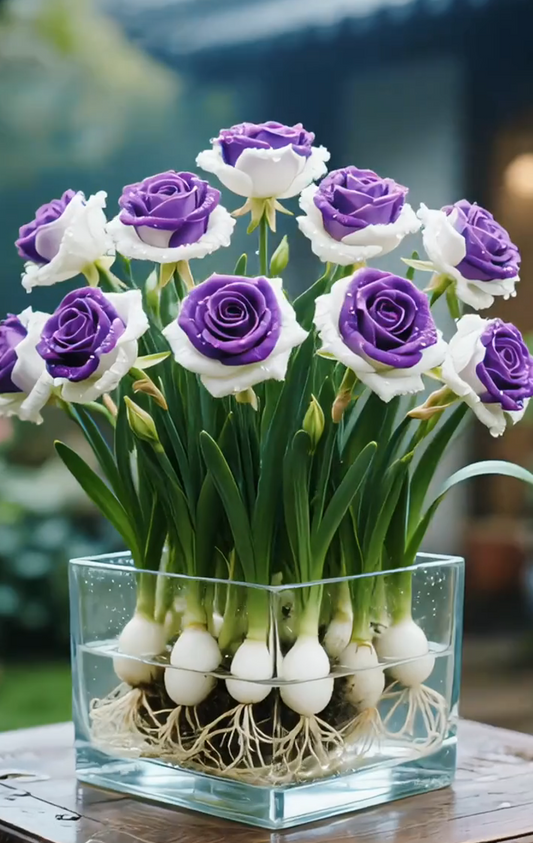 🌈Хидропонни, редки, двуцветни розови луковици: цветно чудо на природата 🌹