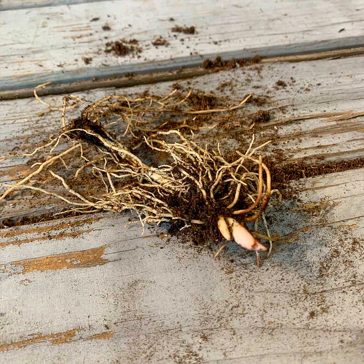 💐МОМИНА СЪЛЗА – ЩАСТИЕТО ПРИСТИГА