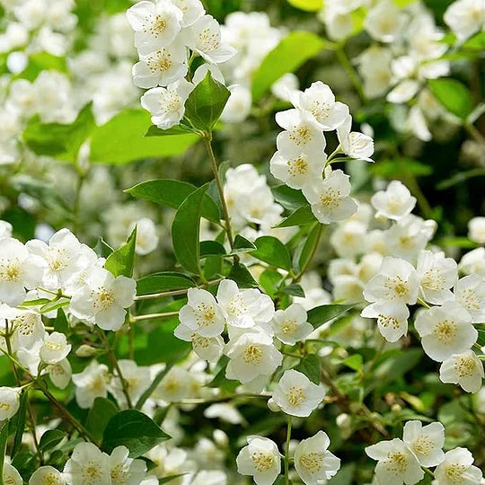 OSTATNI DZIEŃ PROMOCJI - 49% ZNIŻKI 🌸Piękna roślina doniczkowa jaśmin (można sadzić zimą)🌸