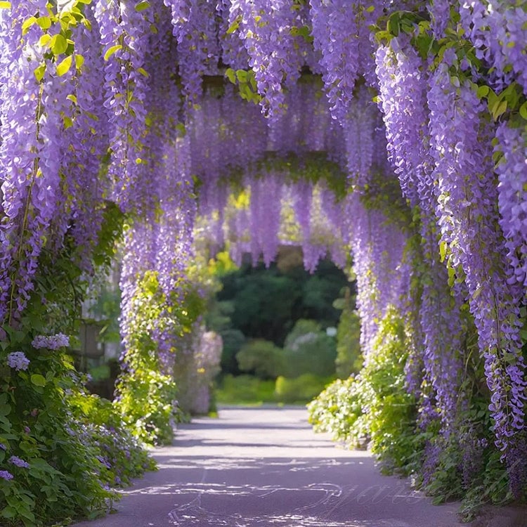 🌸Nasiona glicynii – kaskadowe piękno ogrodu przez cały rok💗