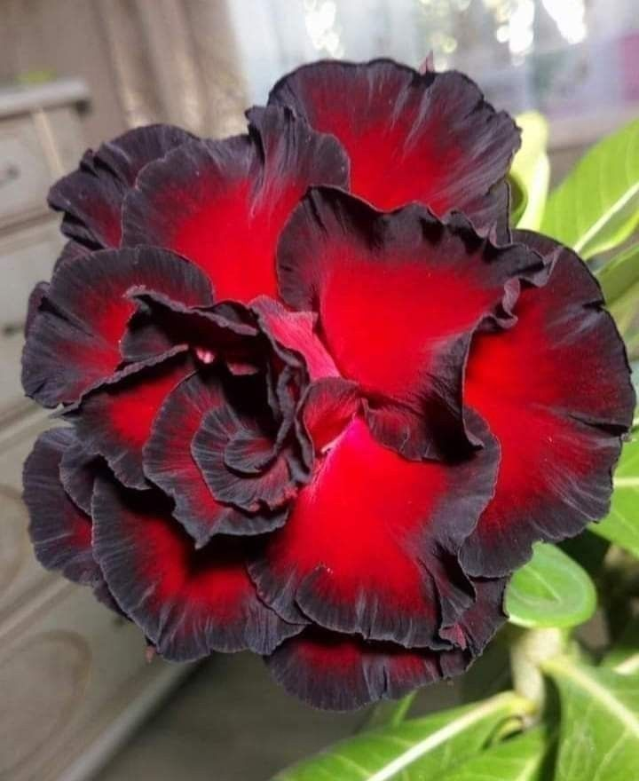 🔥Отгледайте Кралицата на пустинята – сега на намалена цена!🎁 😍Обича да цъфти, дълъг период на цъфтеж 🌵 Пустинна роза