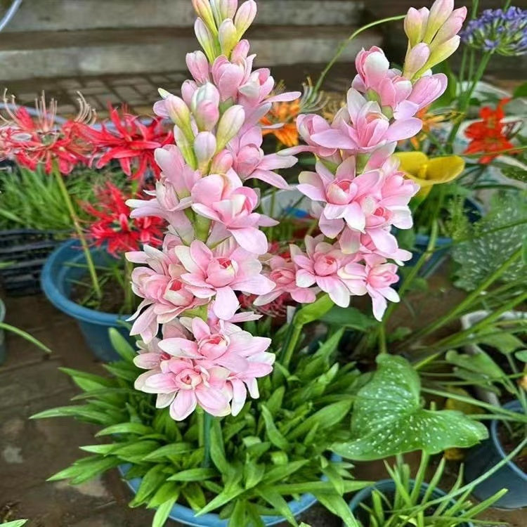 Двойна тубероза 🌸 - Голям луковичен цвят