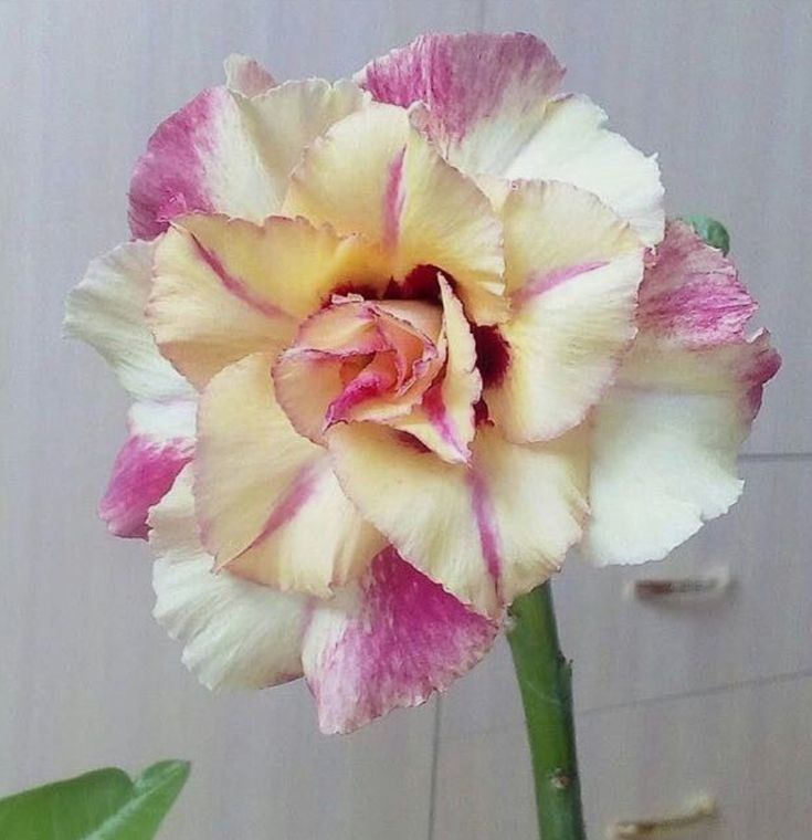 🔥Отгледайте Кралицата на пустинята – сега на намалена цена!🎁 😍Обича да цъфти, дълъг период на цъфтеж 🌵 Пустинна роза