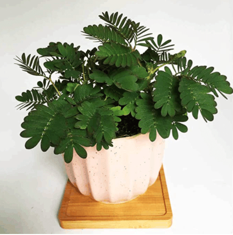 ŠARENA SEMENA MIMOZE