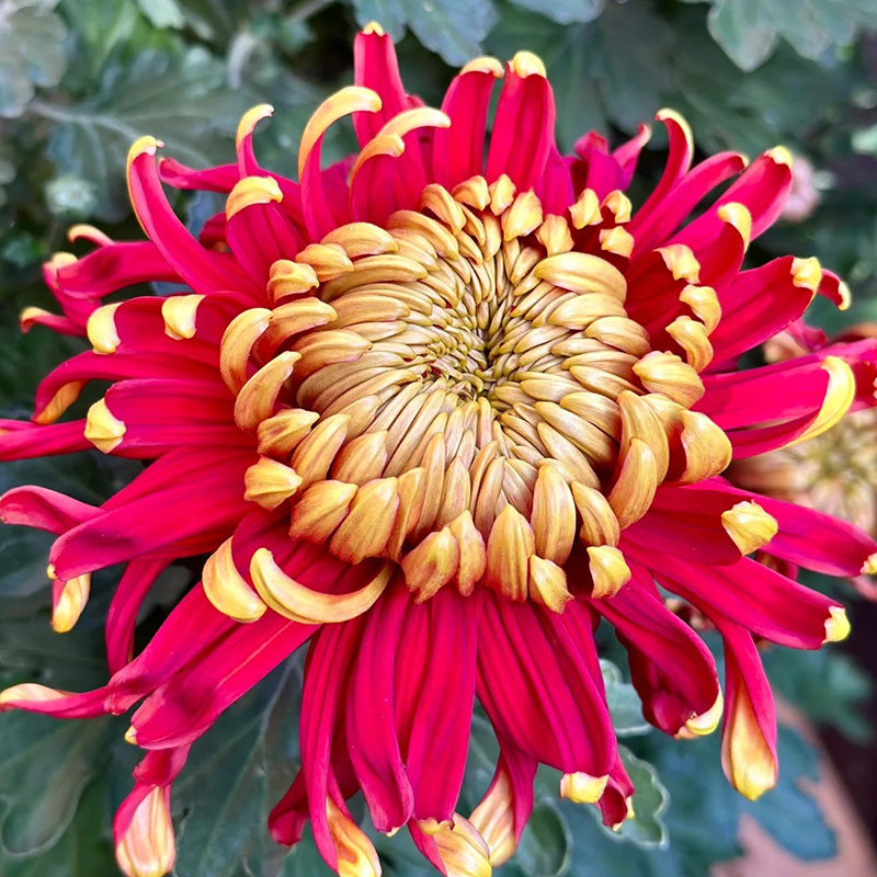 🌺Cvet elegance🌼 Semena orjaške krizanteme